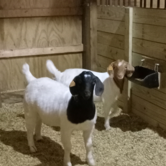 Meet your Posher, Evie - Picture 7 of 13